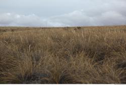 Photo Textures of Background Nature Africa